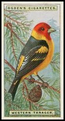 42 Western Tanager